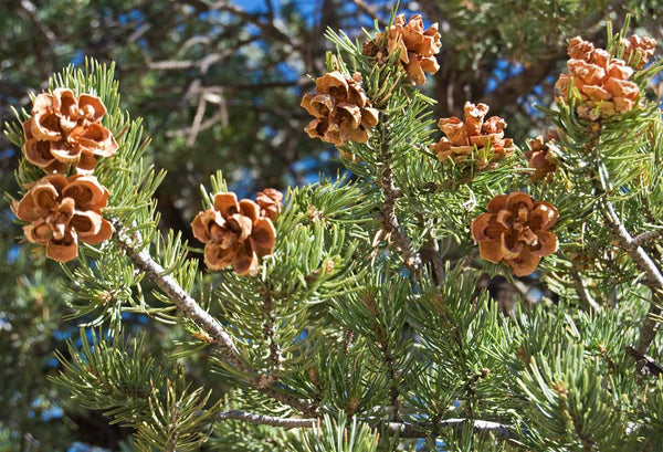 Pinon Sap Salve - Soothing